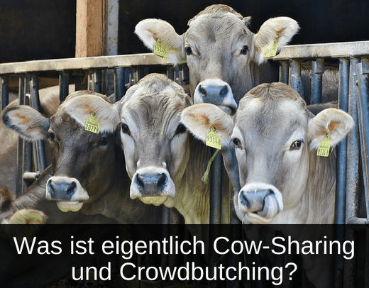 Was ist Cow-Sharing und Crowdbutching - Erklärt